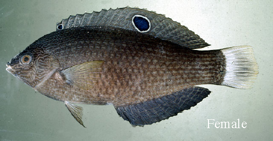  Halichoeres marginatus (Dusky Wrasse)